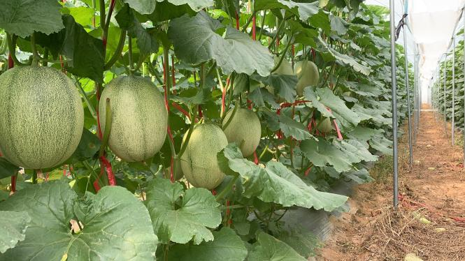 海南哈密瓜，和你一樣甜！